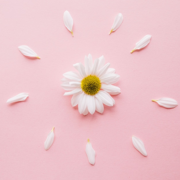 Photo daisy surrounded by petals over a light pink background