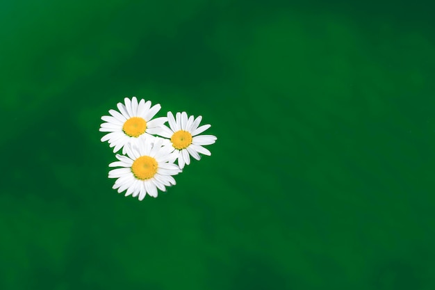 Daisy on the water background