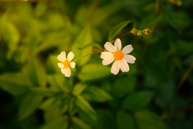 Daisy white flower on warm light and vintage style for background.