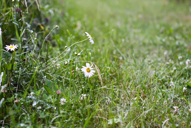 Daisy wildflowers on a summer meadow