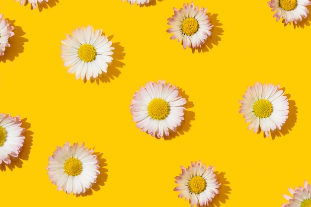 Daisy on a yellow background pattern