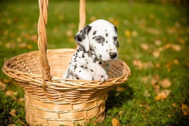 The Dalmatian dog. Dog on the background of autumn foliage.Dalmatian puppy in a wicker basket in autumnal lawn. Copy space