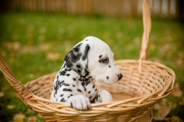 dalmatian dog outdoors in summerplayful canine breed