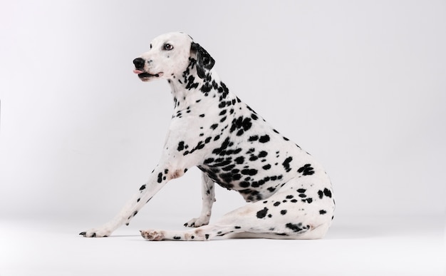 Dalmatian dog sitting on isolated white room