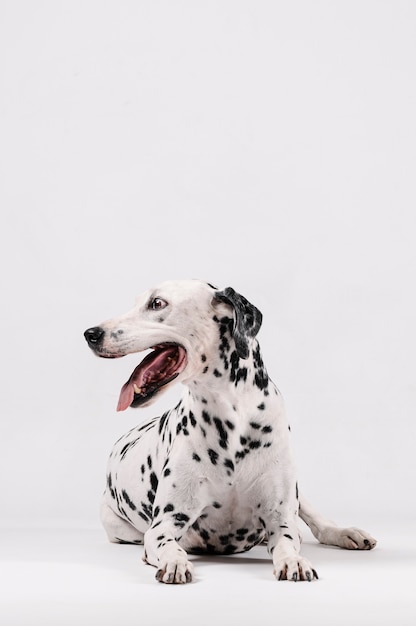 Dalmatian dog sitting and looking to the side isolated