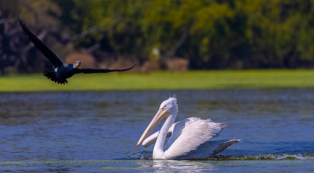 Dalmatian pelican (Pelecanus crispus) flating in water lake.