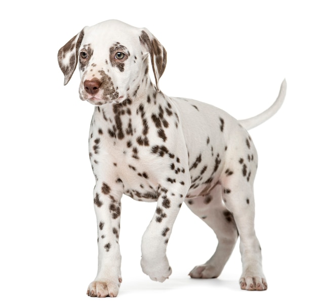 Dalmatian puppy walking in front of a white wall