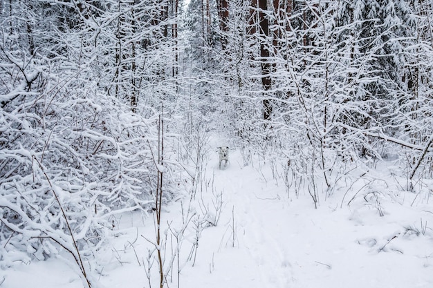 Dalmatian runs in beautiful winter forest with a lot of thin twigs covered in snow