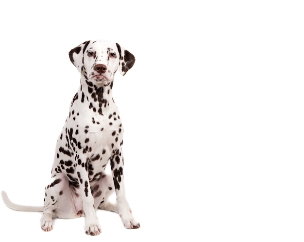 Dalmatian sitting, looking at the camera, isolated on white.