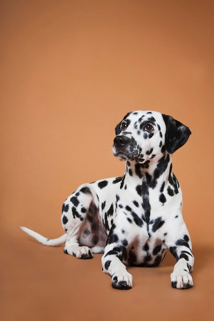 Dalmatian spotted dog lies on a red background