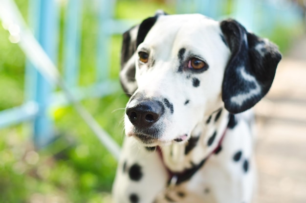 Dalmatian