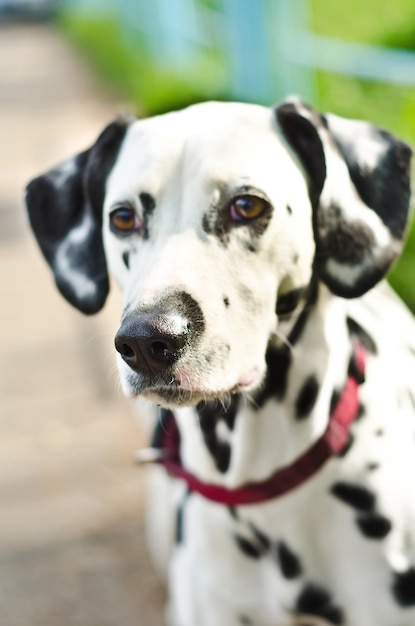 Dalmatian