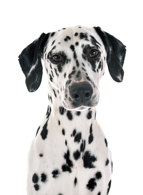 dalmatian 