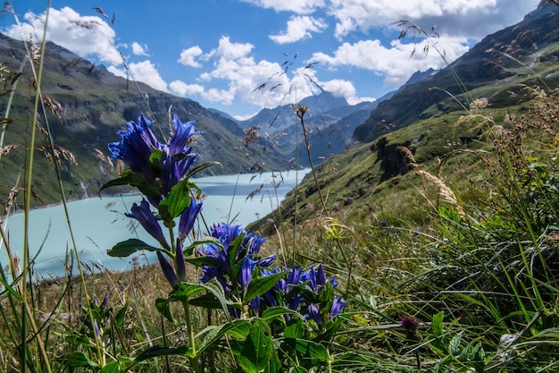 Dam mauvoisinvalaisswiss