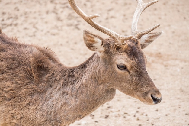 Dama dama Fallow deer