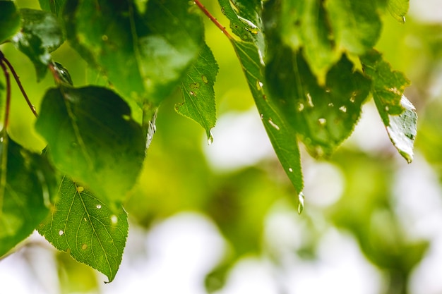 Damaged leaves on a tree branch. Plant diseases