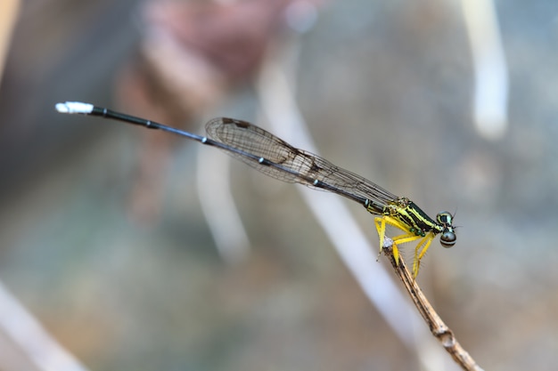 Damselfly in forest