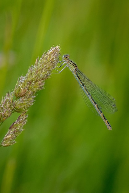 Photo damselfly