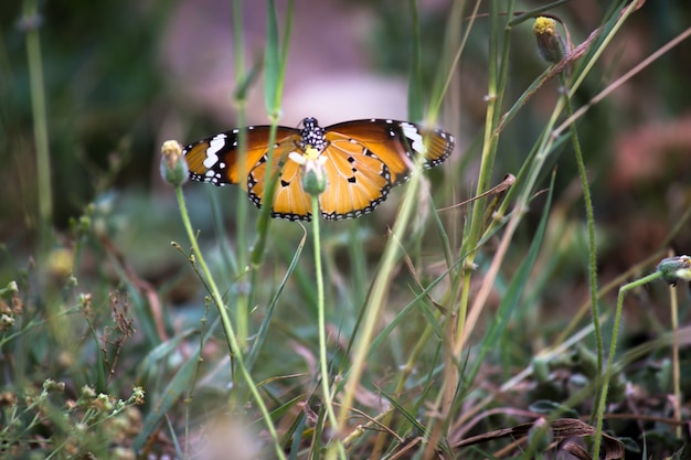 Danaus chrysippus also known as the plain tiger African queen or African monarch Danainae