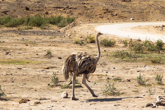 Dancing female ostrich Savanna of Amboseli Africa