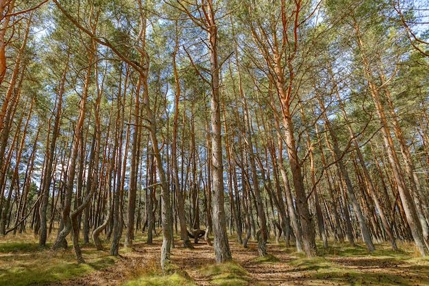 Dancing forest is sight of Curonian Spit national park in Kaliningrad region Russia Beautiful old