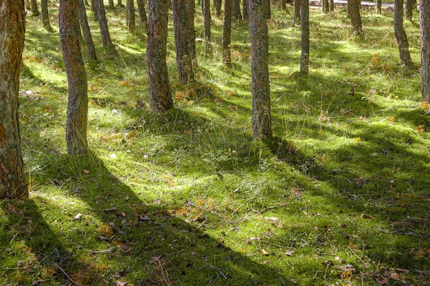 Dancing forest is sight of Curonian Spit national park in Kaliningrad region Russia Trunks of