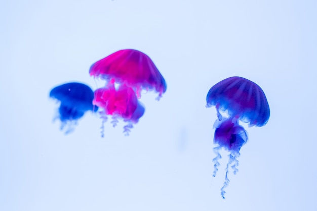 Photo dancing jellyfish in the depths of the sea