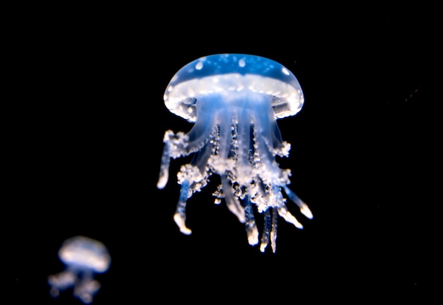 Dancing jellyfish in the depths of the sea