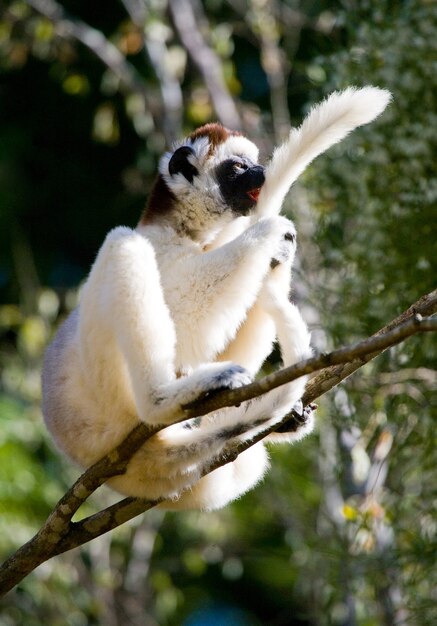 Dancing Sifaka is sitting on a tree