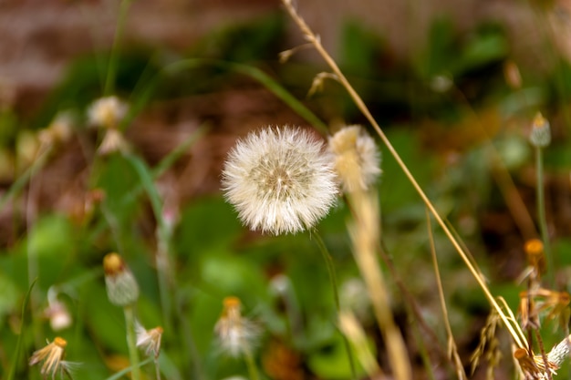 dandelion background defocused bricks