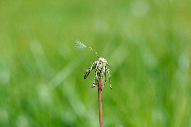 Dandelion on a background of green gras