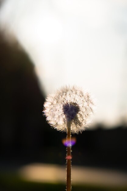 Dandelion blossom at sunset Fluffy dandelion bulb gets swept away by morning wind blowing across sunlit countryside White fluffy Field Dandelions on green background Blurred natural green nature