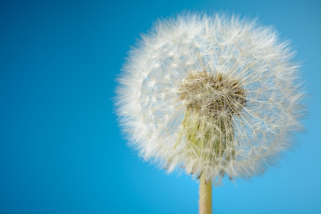 Dandelion on blue background