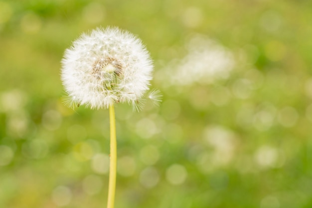 Dandelion on blurred background