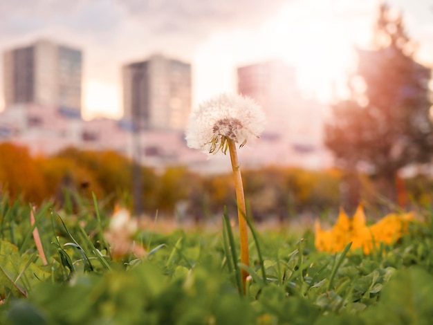 Dandelion in a city park against a background of houses