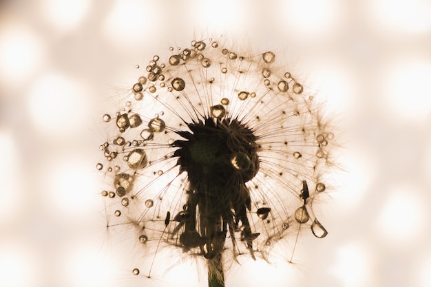 Dandelion close-up in artistic processing, background 