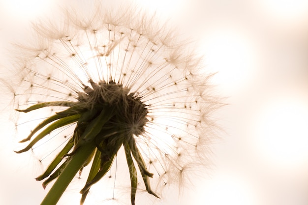 Dandelion close-up in artistic processing, background 