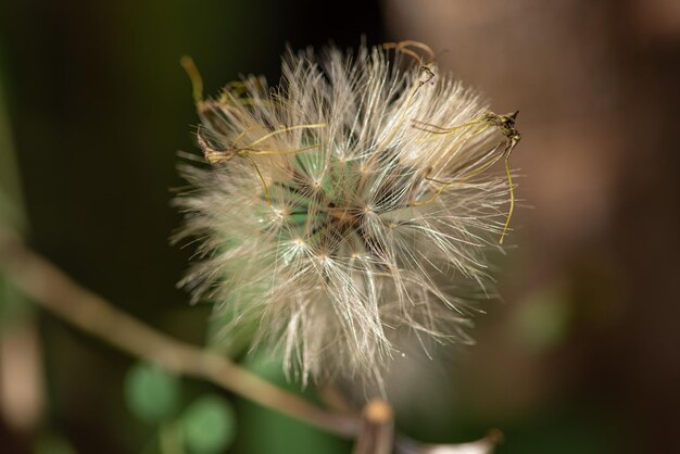 Dandelion dandelion seen through a macro lens dark background selective focus