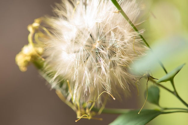 Dandelion dandelion seen through a macro lens dark background selective focus