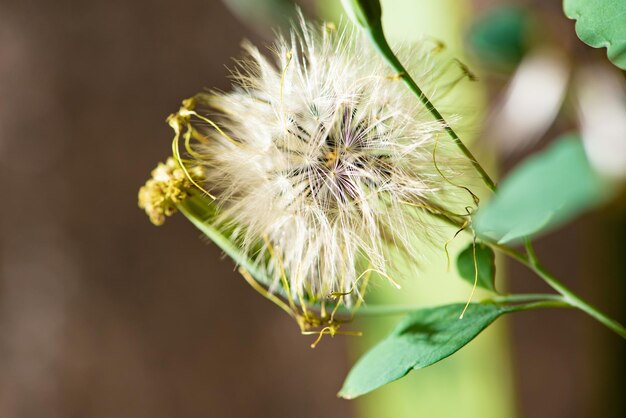 Dandelion dandelion seen through a macro lens dark background selective focus