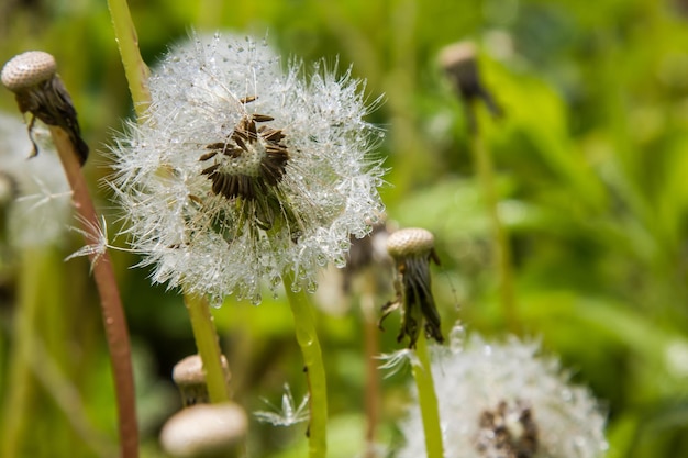 dandelion in drops of water in sunny weather