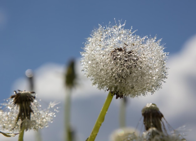 dandelion in drops of water in sunny weather