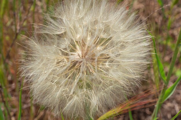 Dandelion in a field in the rays of the sun air flower