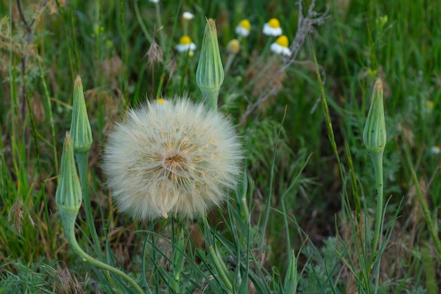 Dandelion in a field in the rays of the sun air flower