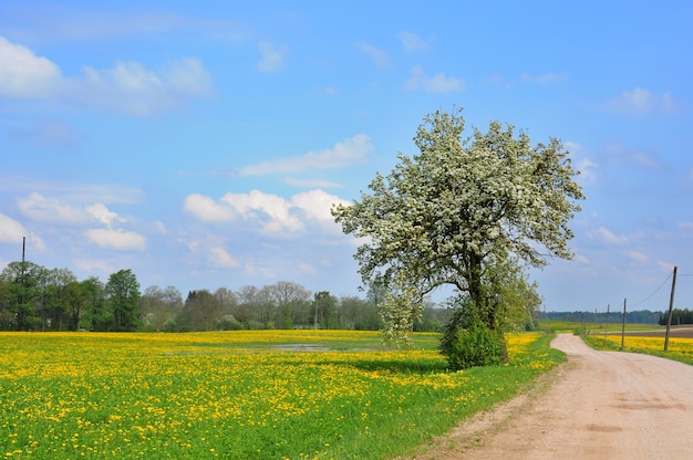 Dandelion field and spring road through yellow meadows, Latvia