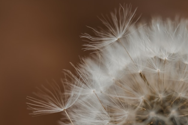 Dandelion flower close up. Silhouette on dark broun background. Copy space for text