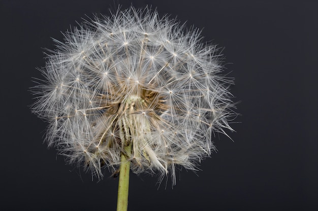 Dandelion flower macro photography with dark background