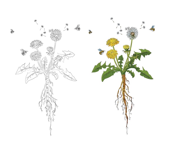 dandelion flower with bee illustration