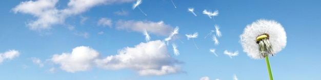 Dandelion flower with flying feathers on blue sky