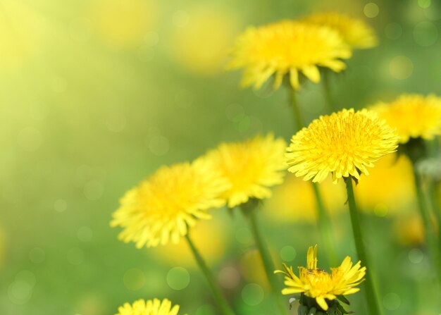 Dandelion flower